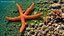 Red Sea Star Rigged
