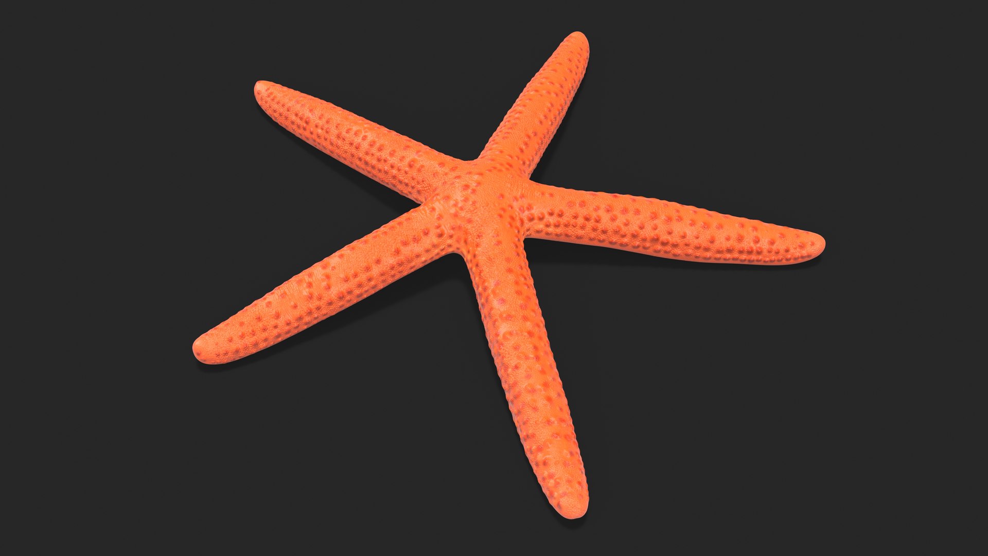 3D Red Sea Star Rigged Model - TurboSquid 2223297