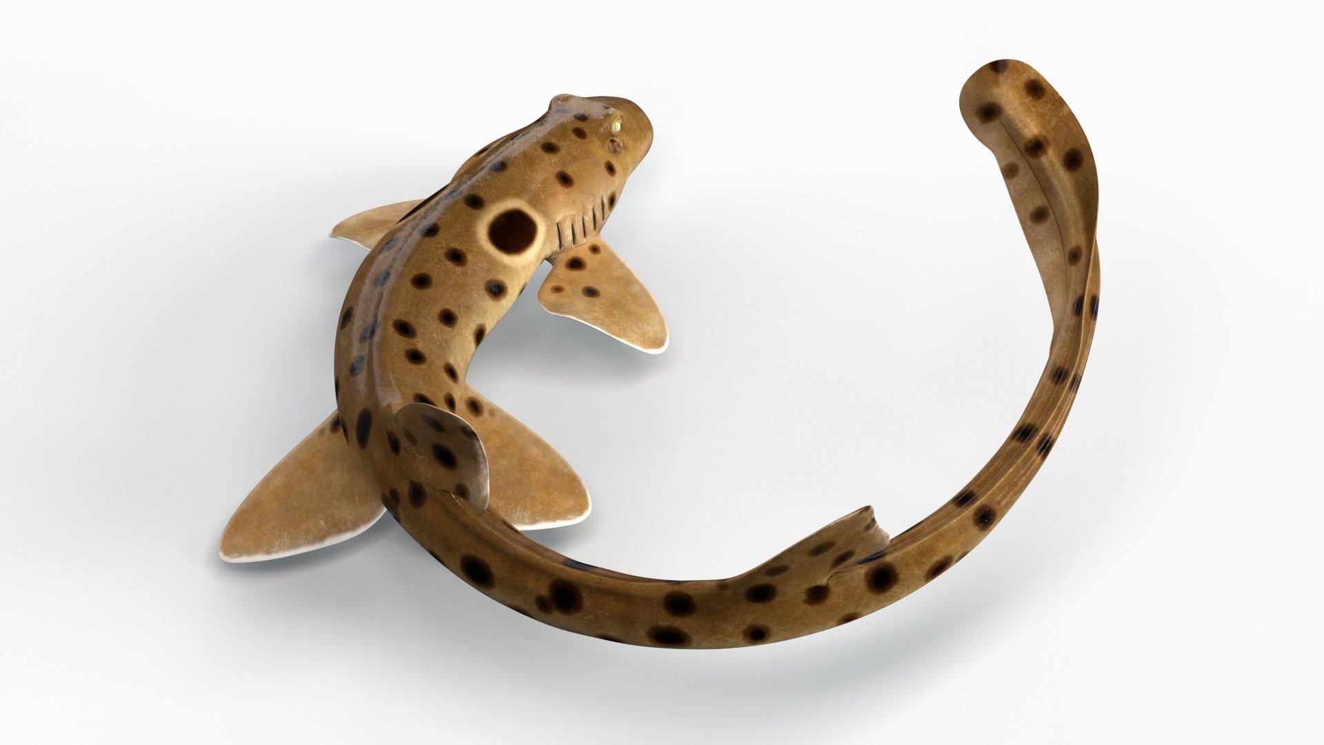 3D Epaulette Shark Animated https://p.turbosquid.com/ts-thumb/0s/6Tdonc/Ax/07/jpg/1673474766/1920x1080/fit_q87/ec94e1668cfcc153017c545beb1723f0e8c45392/07.jpg