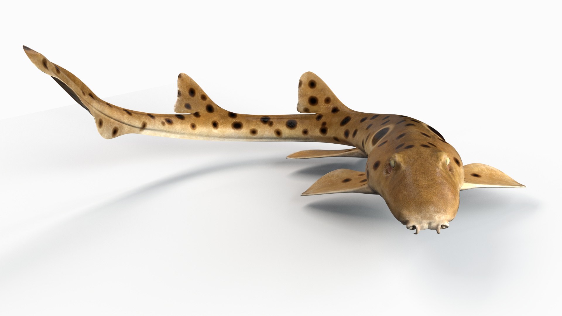 3D Epaulette Shark Animated https://p.turbosquid.com/ts-thumb/0s/6Tdonc/QK/05/jpg/1673474764/1920x1080/fit_q87/45b4cf75e1f011b4946c681552620b9ff347c1b6/05.jpg
