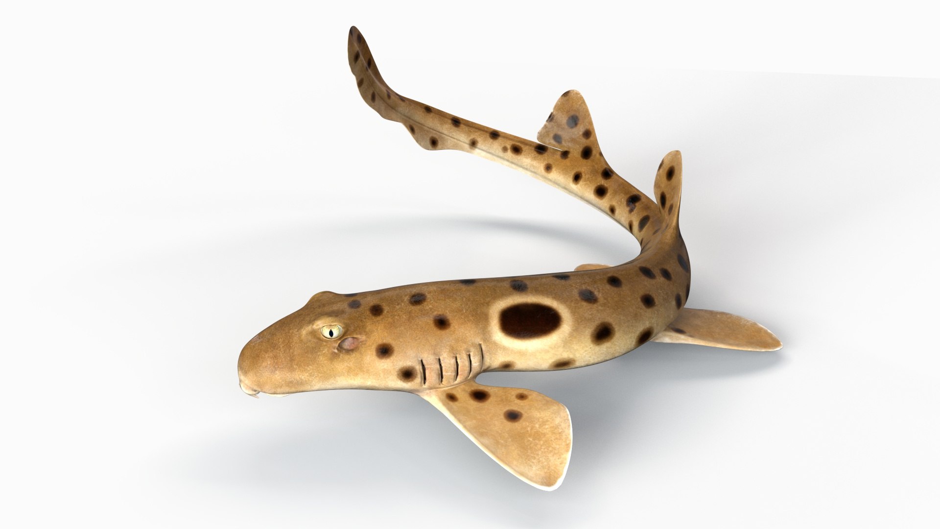 3D Epaulette Shark Animated https://p.turbosquid.com/ts-thumb/0s/6Tdonc/Rz/06/jpg/1673474764/1920x1080/fit_q87/78d4977c85fcef9a9fb8c6df409dfc1af2e33751/06.jpg
