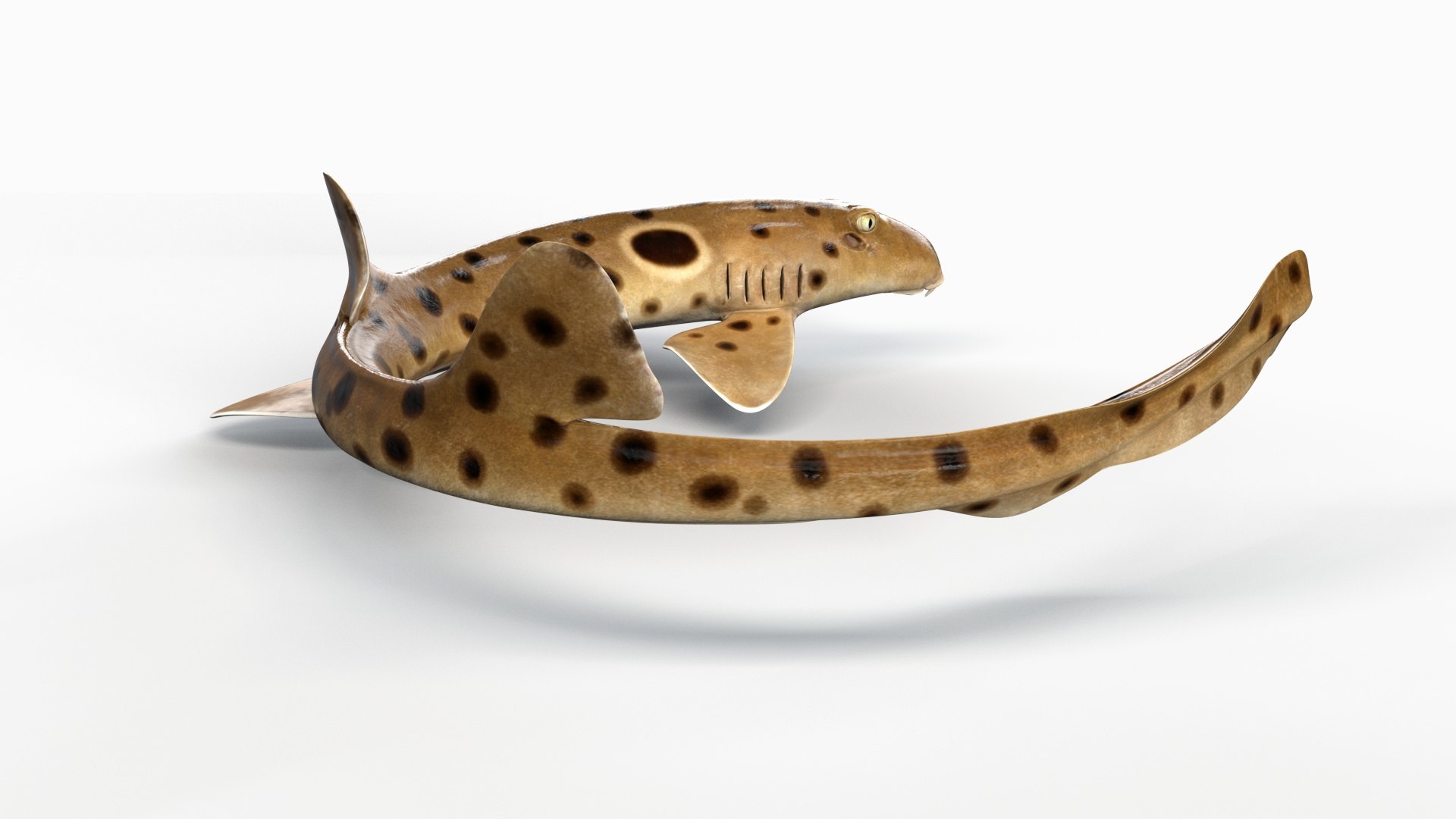 3D Epaulette Shark Animated https://p.turbosquid.com/ts-thumb/0s/6Tdonc/hi/04/jpg/1673474762/1920x1080/fit_q87/3994963a7963d13e4687668ddc34e5bb022d02f3/04.jpg
