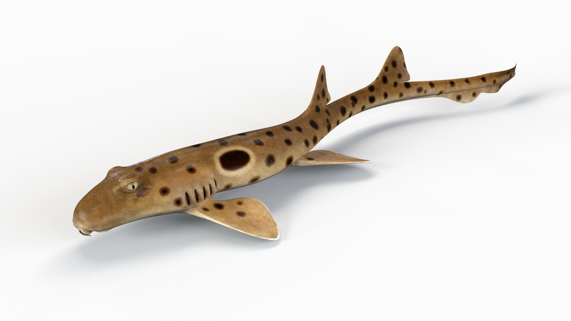 3D Epaulette Shark Animated https://p.turbosquid.com/ts-thumb/0s/6Tdonc/lF/02/jpg/1673474762/1920x1080/fit_q87/9d0d4c119102c6ce48a91bfe9e5373f01e32f3d0/02.jpg