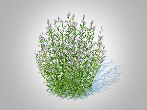 3D model Rosmarinus officinalis