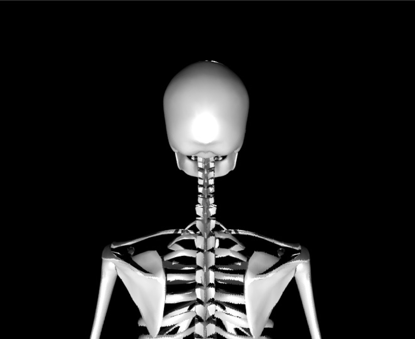 Human Skeletal 3d Model