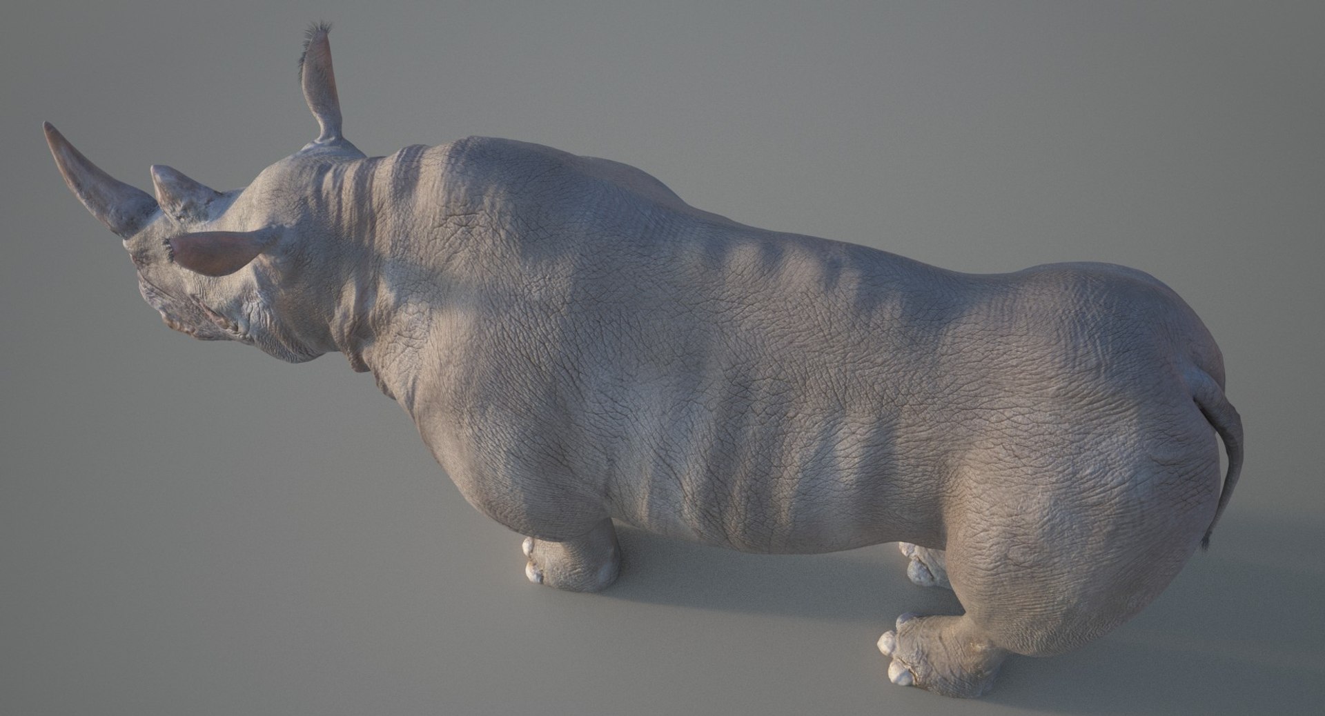 3d Realistic Rhino