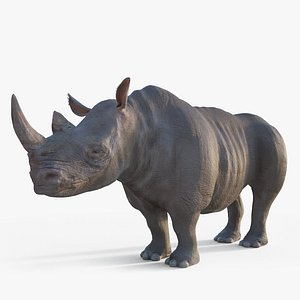 3d realistic rhino