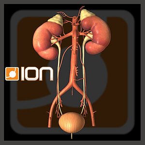 HUMAN URINARY TRACT