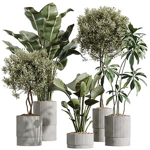 AV Indoor Plants Set 431 Ficus Olive Banana ParadiseBird 3D