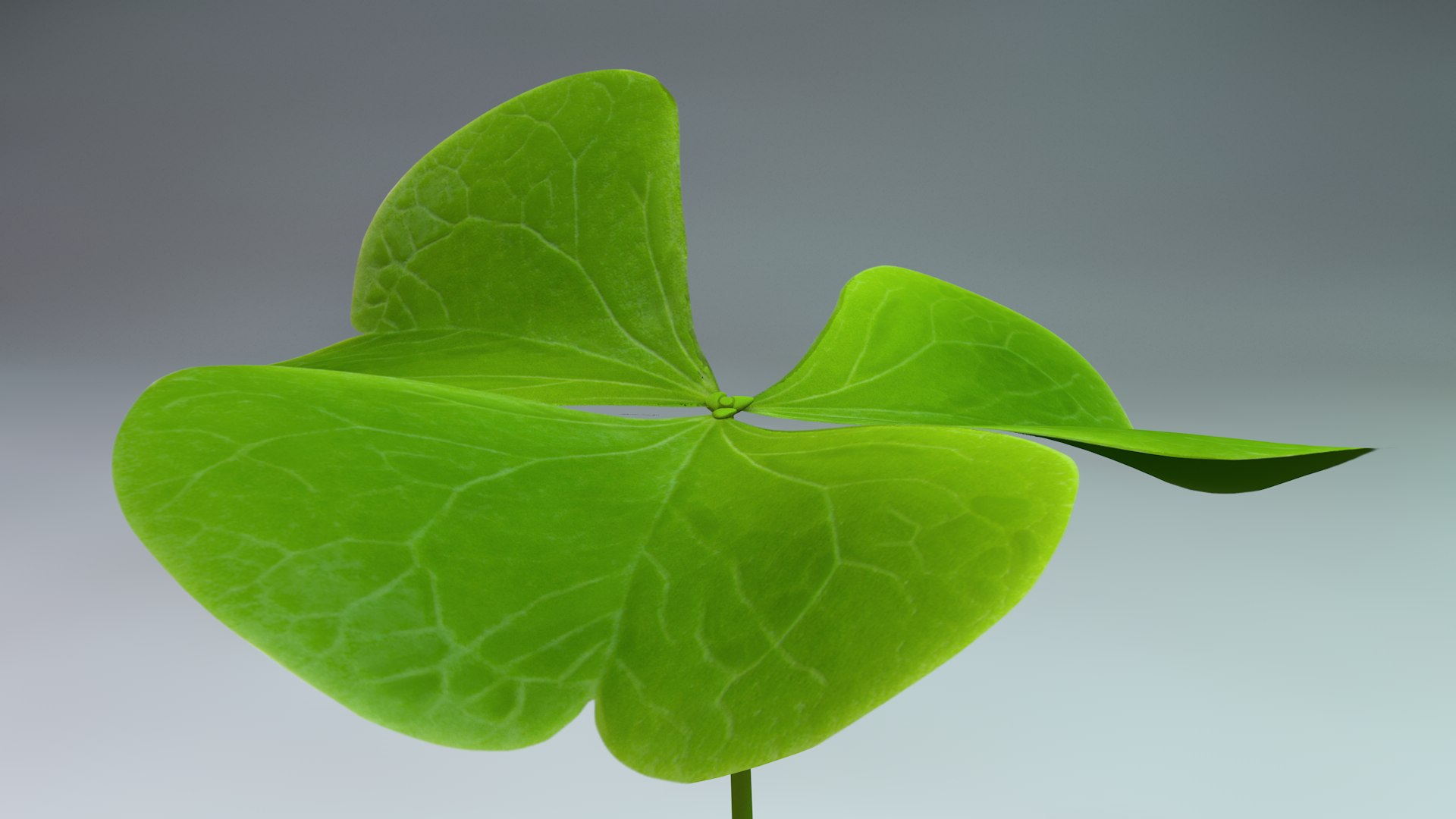 clover plant nature 3D model https://p.turbosquid.com/ts-thumb/0t/S4fR6j/FqclnFDs/render4/png/1543182514/1920x1080/fit_q87/2665d946ef43a8223d99b5adfb8d0dbd0c74507f/render4.jpg