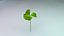 clover