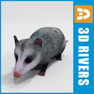 3ds max opossum animals marsupials
