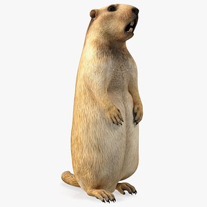 Groundhog Standing on Hind Legs 3D model