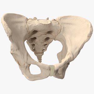 3D Human Female Pelvis Anatomy model