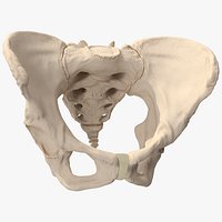 Human Female Pelvis Anatomy