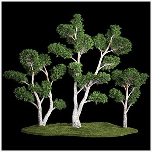 3D Decorative Trees Pine Topiary Niwaki 1176 model