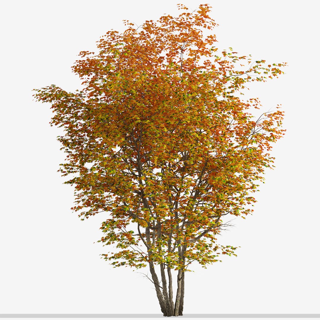 3D Maple Trees River 638