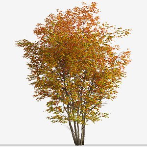 3D Set of Silver maple or Creek maple Tree - 2 Trees model