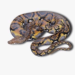 Reticulated Python - Animated