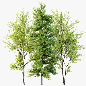 AV Acer Saccharinum and European Bladdernut Spring 2 Trees 3D model