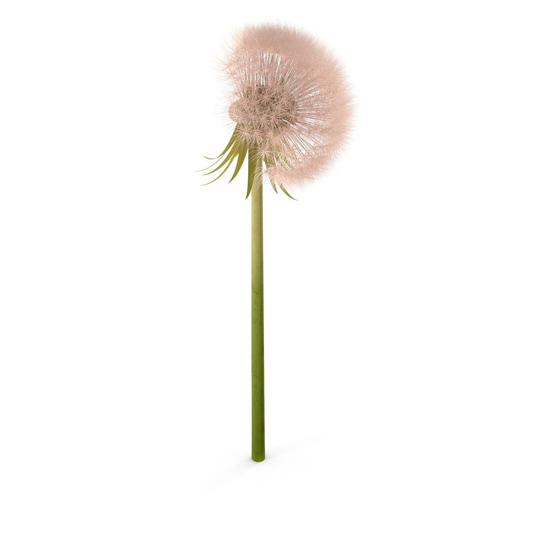 Dandelion Head V2 3D model https://p.turbosquid.com/ts-thumb/0u/BDVMzQ/0X/3/jpg/1654927305/1920x1080/fit_q87/48ea7b6d853fe84cb6e00bf6a05d06cecb74a051/3.jpg