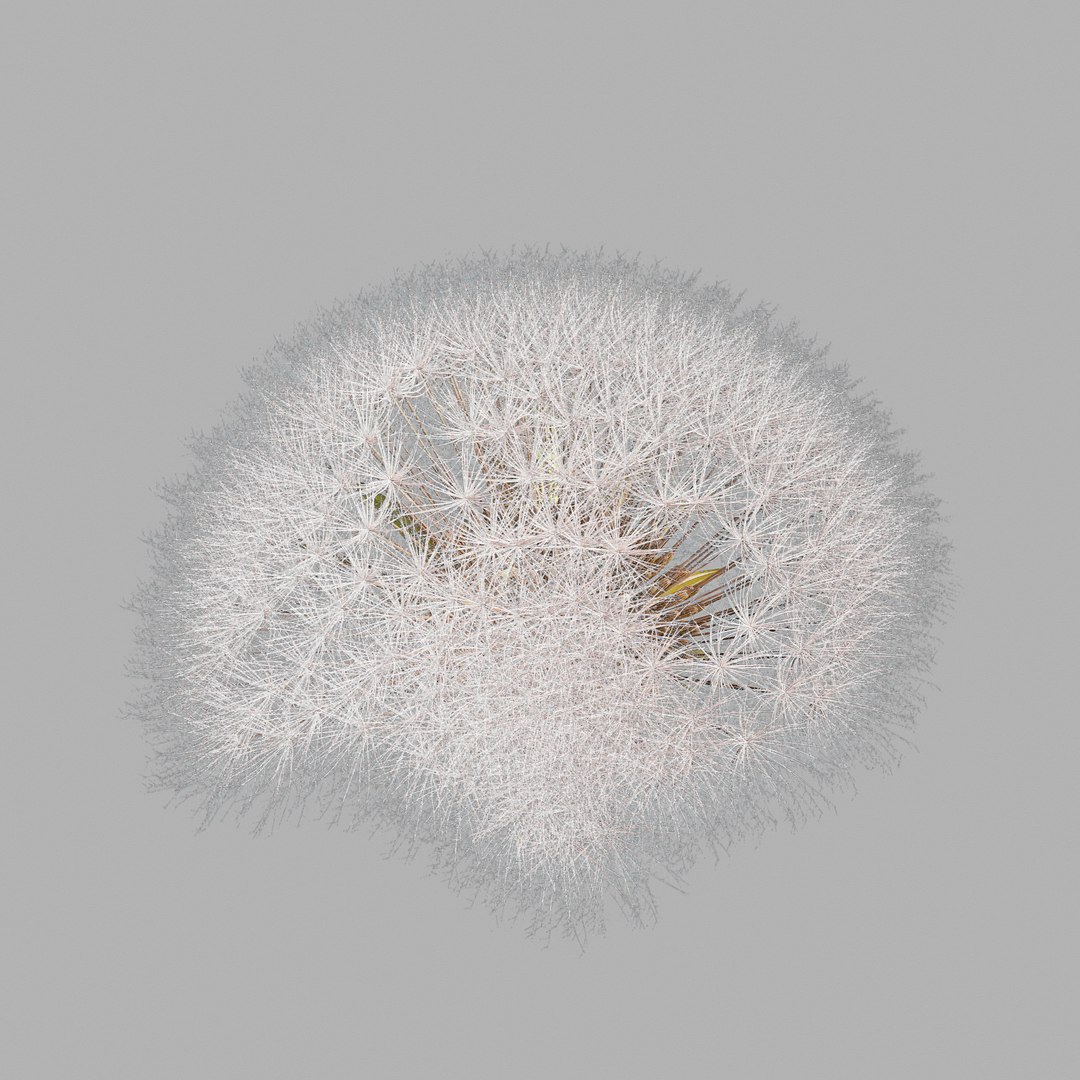 Dandelion Head V2 3D model https://p.turbosquid.com/ts-thumb/0u/BDVMzQ/8a/screen07/png/1654927317/1920x1080/fit_q87/2bf0a79cdb9d1b90b67933f75637589432a1d0ca/screen07.jpg
