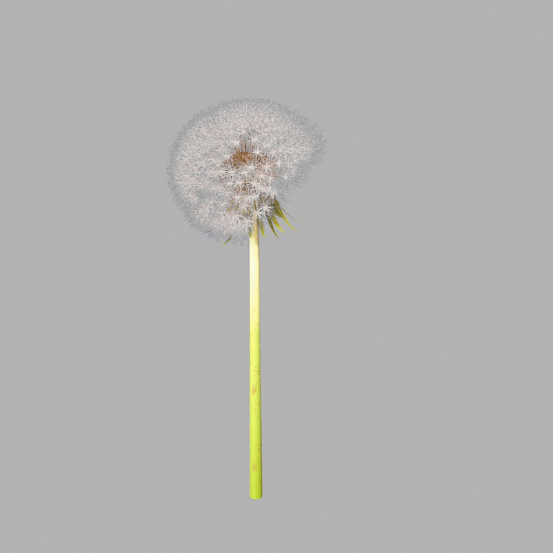 Dandelion Head V2 3D model https://p.turbosquid.com/ts-thumb/0u/BDVMzQ/9s/screen03/png/1654927314/1920x1080/fit_q87/8d13beed284f4b9e933afa158ffe43835448733a/screen03.jpg