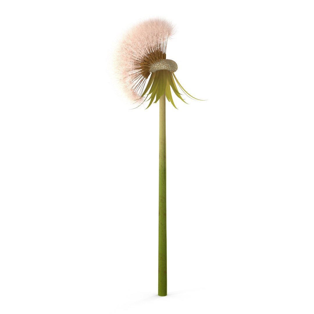 Dandelion Head V2 3D model https://p.turbosquid.com/ts-thumb/0u/BDVMzQ/Hb/4/jpg/1654927306/1920x1080/fit_q87/f3879984ff6e809c119d89a837109314d27e82fe/4.jpg