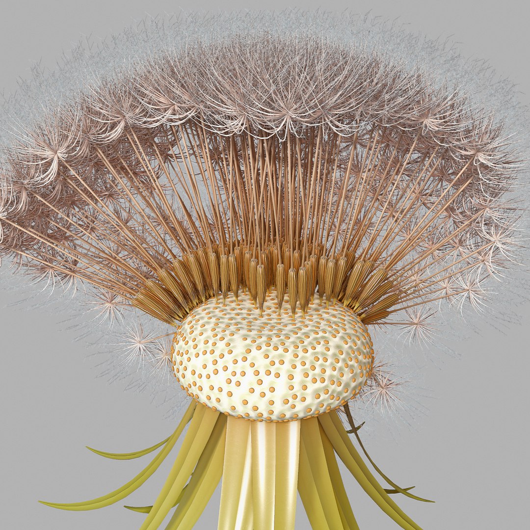 Dandelion Head V2 3D model https://p.turbosquid.com/ts-thumb/0u/BDVMzQ/Oa/screen08/png/1654927319/1920x1080/fit_q87/f3160661ab1098b62cd2236bce654e2d1aa94207/screen08.jpg