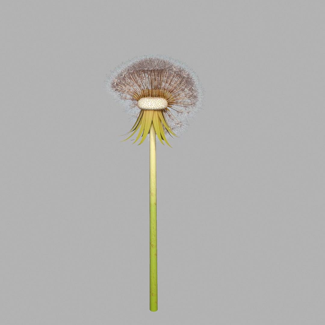 Dandelion Head V2 3D model https://p.turbosquid.com/ts-thumb/0u/BDVMzQ/Um/screen06/png/1654927315/1920x1080/fit_q87/f5c81a0fd0768d75d32ed5787468a340b74a1504/screen06.jpg