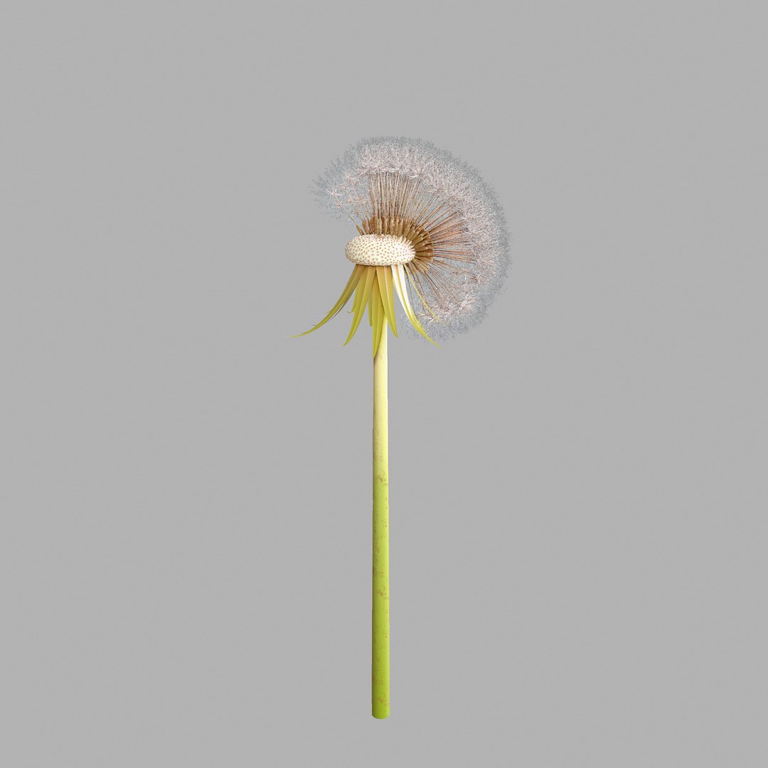 Dandelion Head V2 3D model https://p.turbosquid.com/ts-thumb/0u/BDVMzQ/Wu/screen04/png/1654927315/1920x1080/fit_q87/35aee09175b8baccf17fb90a6172c166aaf474f0/screen04.jpg