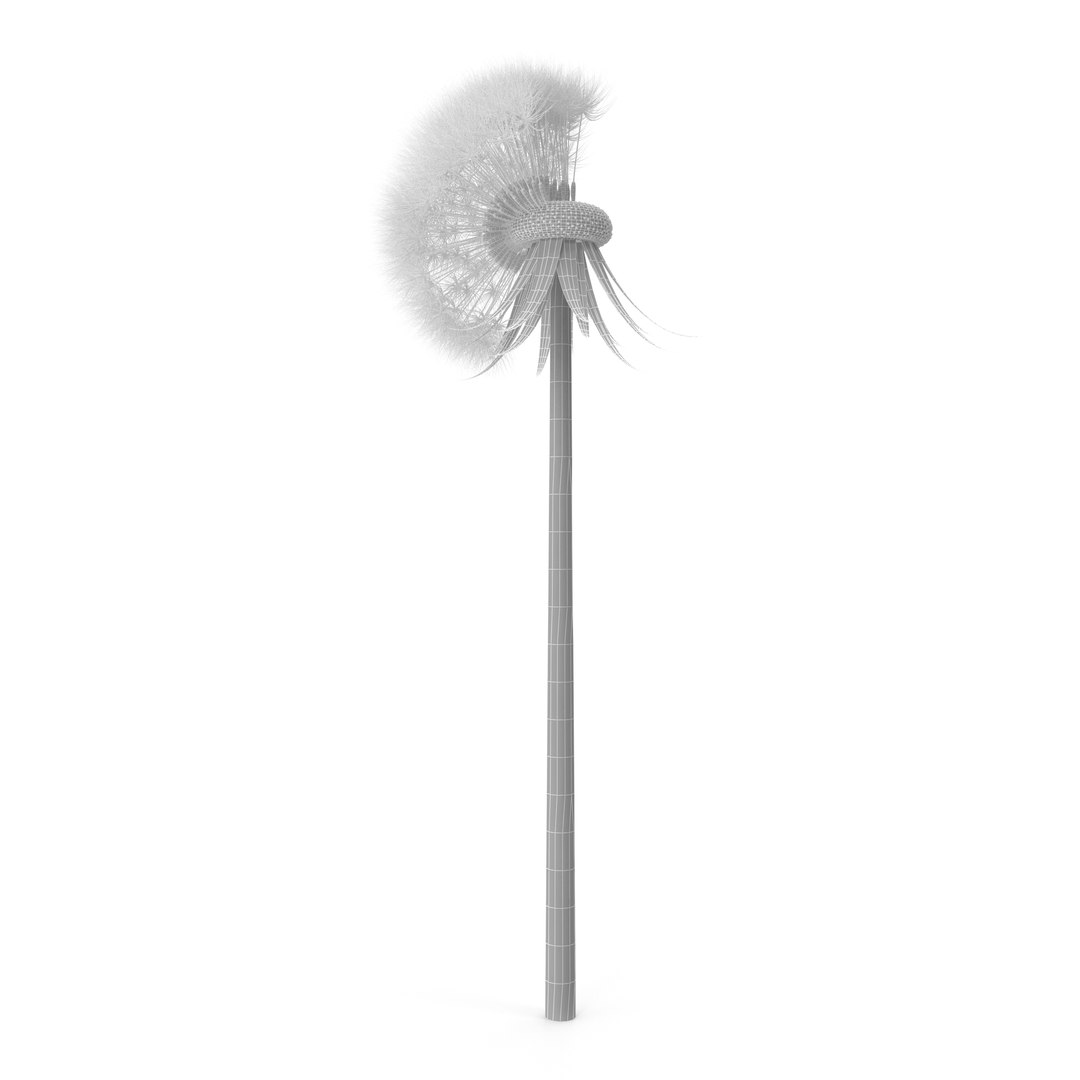 Dandelion Head V2 3D model https://p.turbosquid.com/ts-thumb/0u/BDVMzQ/Zf/wire/jpg/1654927318/1920x1080/fit_q87/7460881d5abeb44500ba54648e69e3e83e690c73/wire.jpg