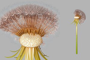 Dandelion Head V2 3D model