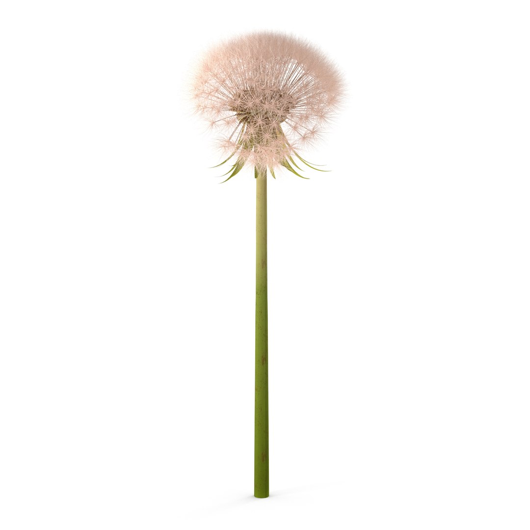 Dandelion Head V2 3D model https://p.turbosquid.com/ts-thumb/0u/BDVMzQ/dZ/7/jpg/1654927308/1920x1080/fit_q87/66543ccccca9b714a6a2127f2a85cf72e29f2139/7.jpg