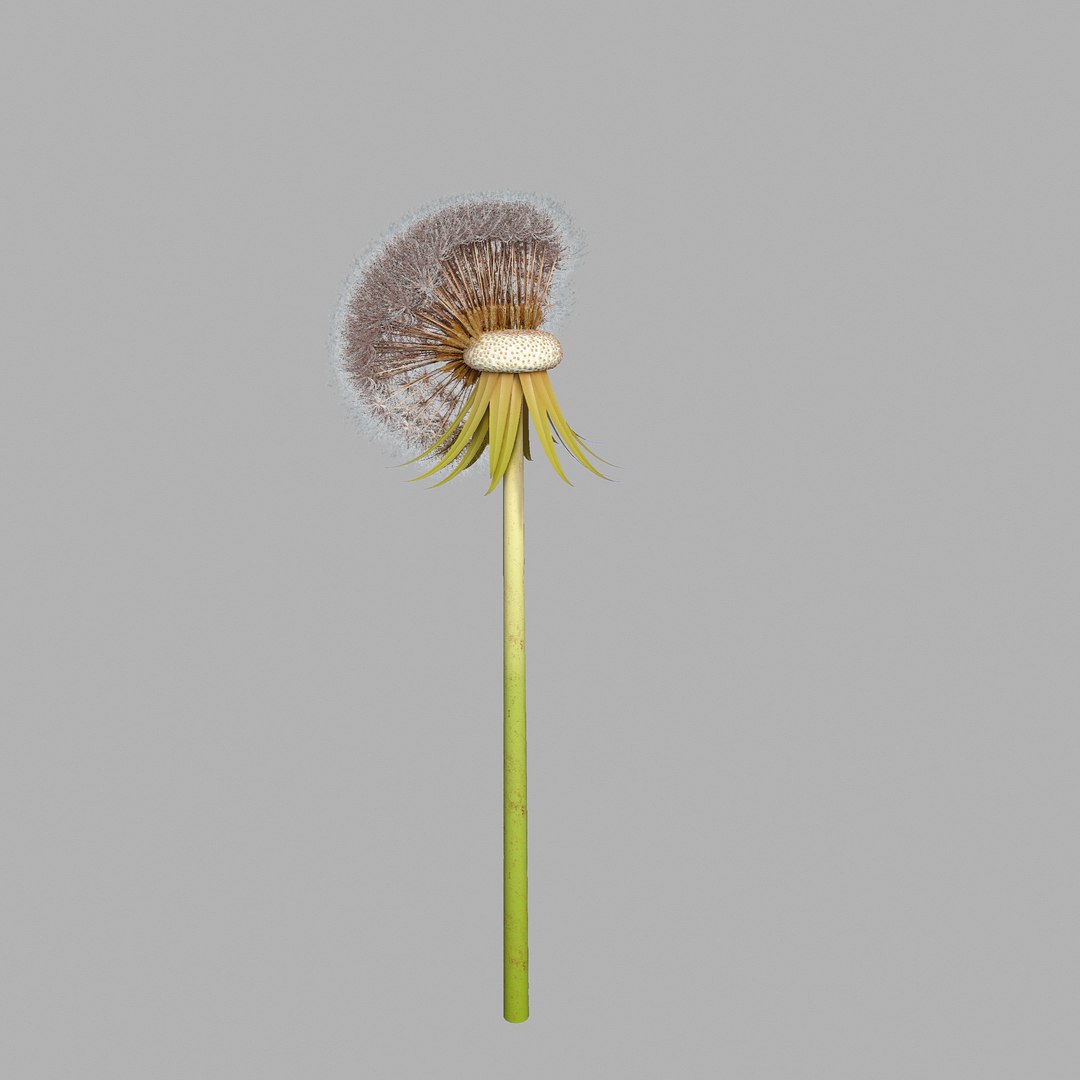 Dandelion Head V2 3D model https://p.turbosquid.com/ts-thumb/0u/BDVMzQ/eH/screen01/png/1654927314/1920x1080/fit_q87/8a2dbaf885c3f0425c0896b0ea42fdaf060c0498/screen01.jpg