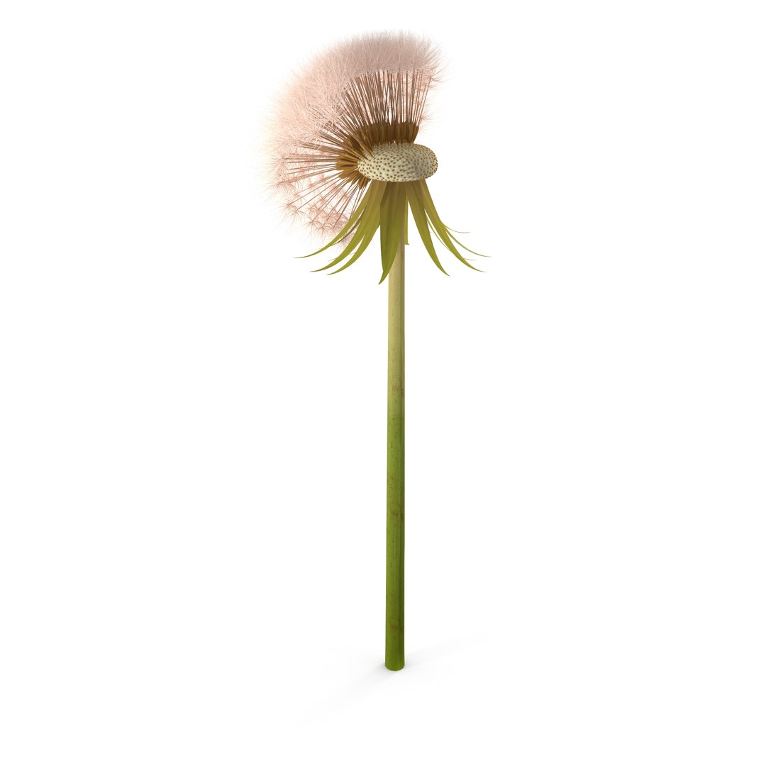 Dandelion Head V2 3D model https://p.turbosquid.com/ts-thumb/0u/BDVMzQ/jk/2/jpg/1654927305/1920x1080/fit_q87/e065046bdba80559b05d7d96f7004965888f7245/2.jpg