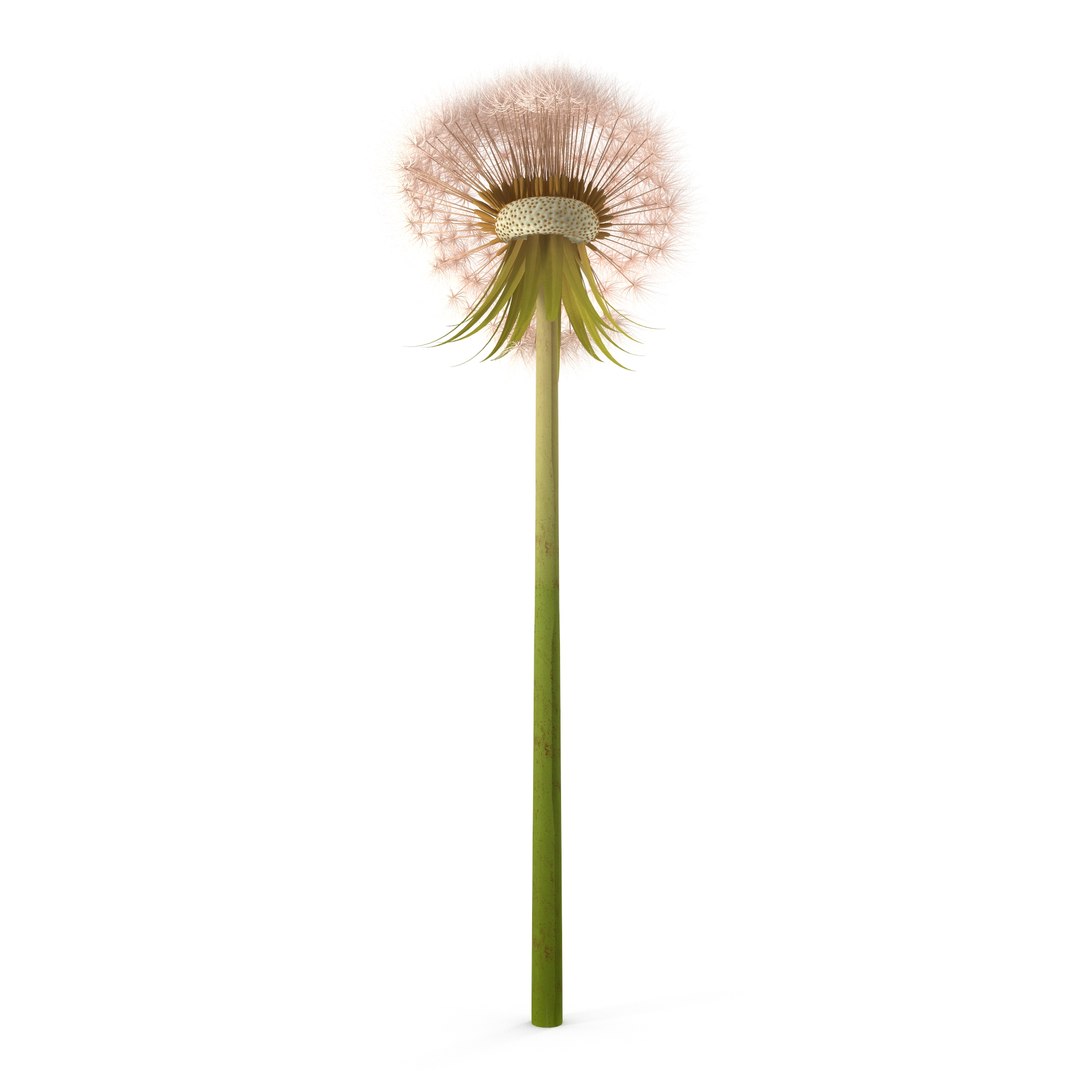 Dandelion Head V2 3D model https://p.turbosquid.com/ts-thumb/0u/BDVMzQ/oi/5/jpg/1654927307/1920x1080/fit_q87/bf1a1ff76d5a906daaf81bb6caffe7b4d0d93414/5.jpg