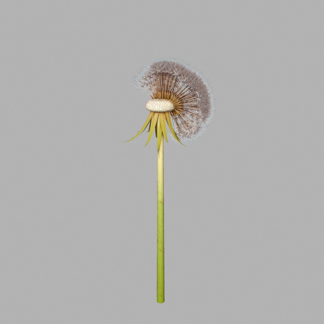 Dandelion Head V2 3D model https://p.turbosquid.com/ts-thumb/0u/BDVMzQ/s6/screen05/png/1654927316/1920x1080/fit_q87/777580ddec7aa7d526676cc165d4f1e61c04090a/screen05.jpg