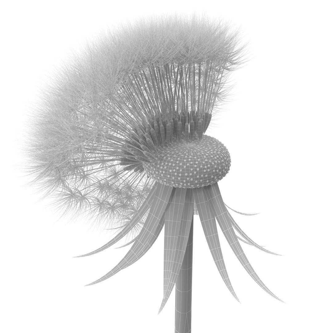 Dandelion Head V2 3D model https://p.turbosquid.com/ts-thumb/0u/BDVMzQ/t1/w2/jpg/1654927318/1920x1080/fit_q87/d38ce4481b185bda9c179a7751738bf55cff2af6/w2.jpg