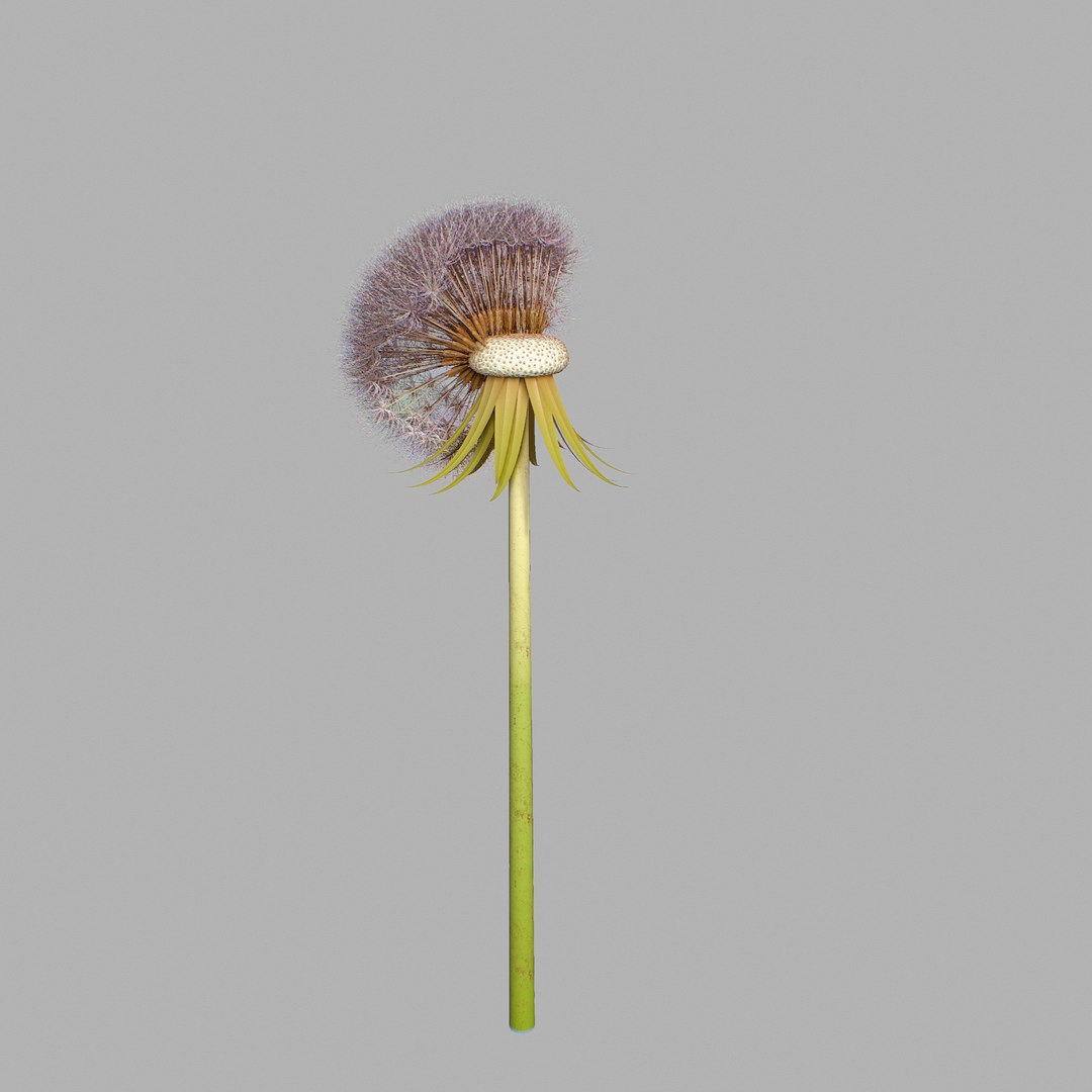 Dandelion Head V2 3D model https://p.turbosquid.com/ts-thumb/0u/BDVMzQ/w3/screen02/png/1654927314/1920x1080/fit_q87/16b434ed05287217bf0d6ca2eb5d7d846e855d6e/screen02.jpg