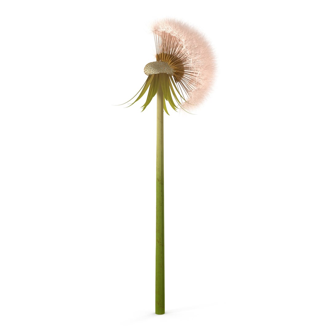 Dandelion Head V2 3D model https://p.turbosquid.com/ts-thumb/0u/BDVMzQ/x1/6/jpg/1654927308/1920x1080/fit_q87/4f6416b5443c1228ffaf1b7128b7381fe4eab281/6.jpg