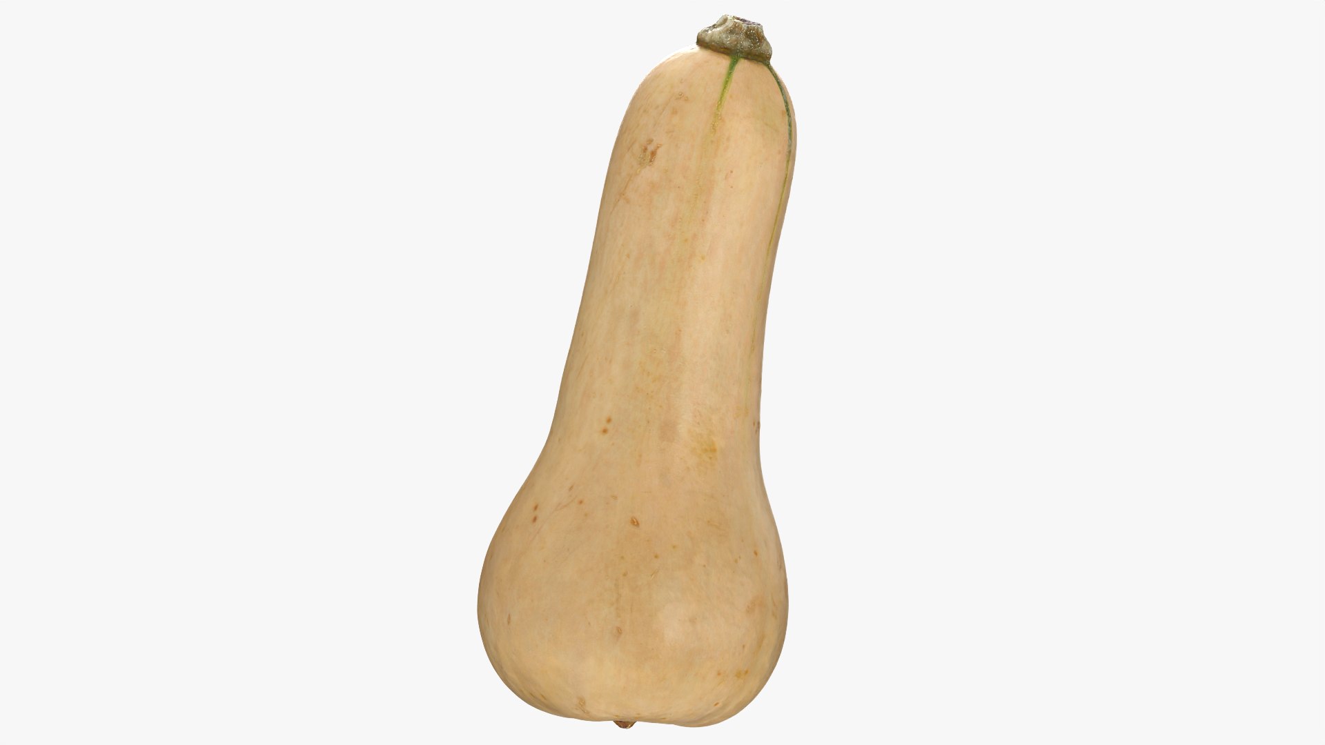 3D model Butternut Squash 01 https://p.turbosquid.com/ts-thumb/0u/CzfmQG/Tt/butternutsquash01_0009/png/1763564036/1920x1080/fit_q87/cdd2cb1b8c2c21b573752f7d63c2247a773bd674/butternutsquash01_0009.jpg