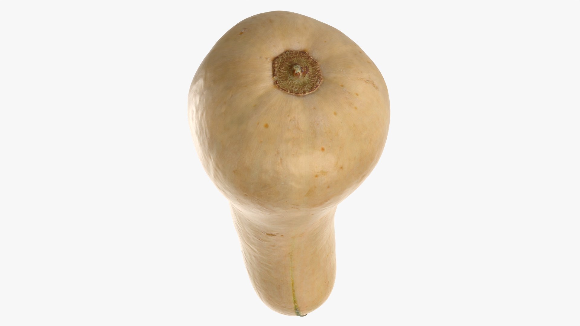 3D model Butternut Squash 01 https://p.turbosquid.com/ts-thumb/0u/CzfmQG/jG/butternutsquash01_0008/png/1763564036/1920x1080/fit_q87/71cf3c2b63086a5ba413b57d8d6f8b1a4633b7e8/butternutsquash01_0008.jpg