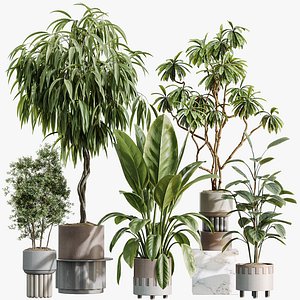 3D AV Indoor Plants Set 495 Ficus Olive African Fig Rubber Tree model