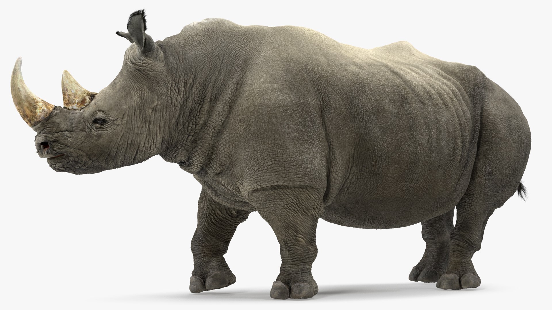 Rhino Adult Standing Pose Fur 3D model preview