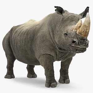 rhino adult standing pose 3D model