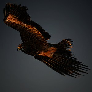 Eagle-A5 3D model