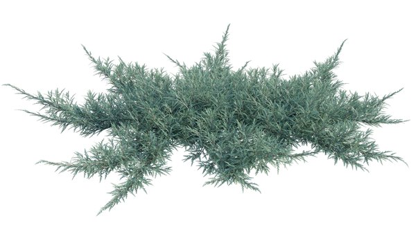 Juniperus horizontalis - Junípero rasteiro Modelo 3D - TurboSquid 2070206