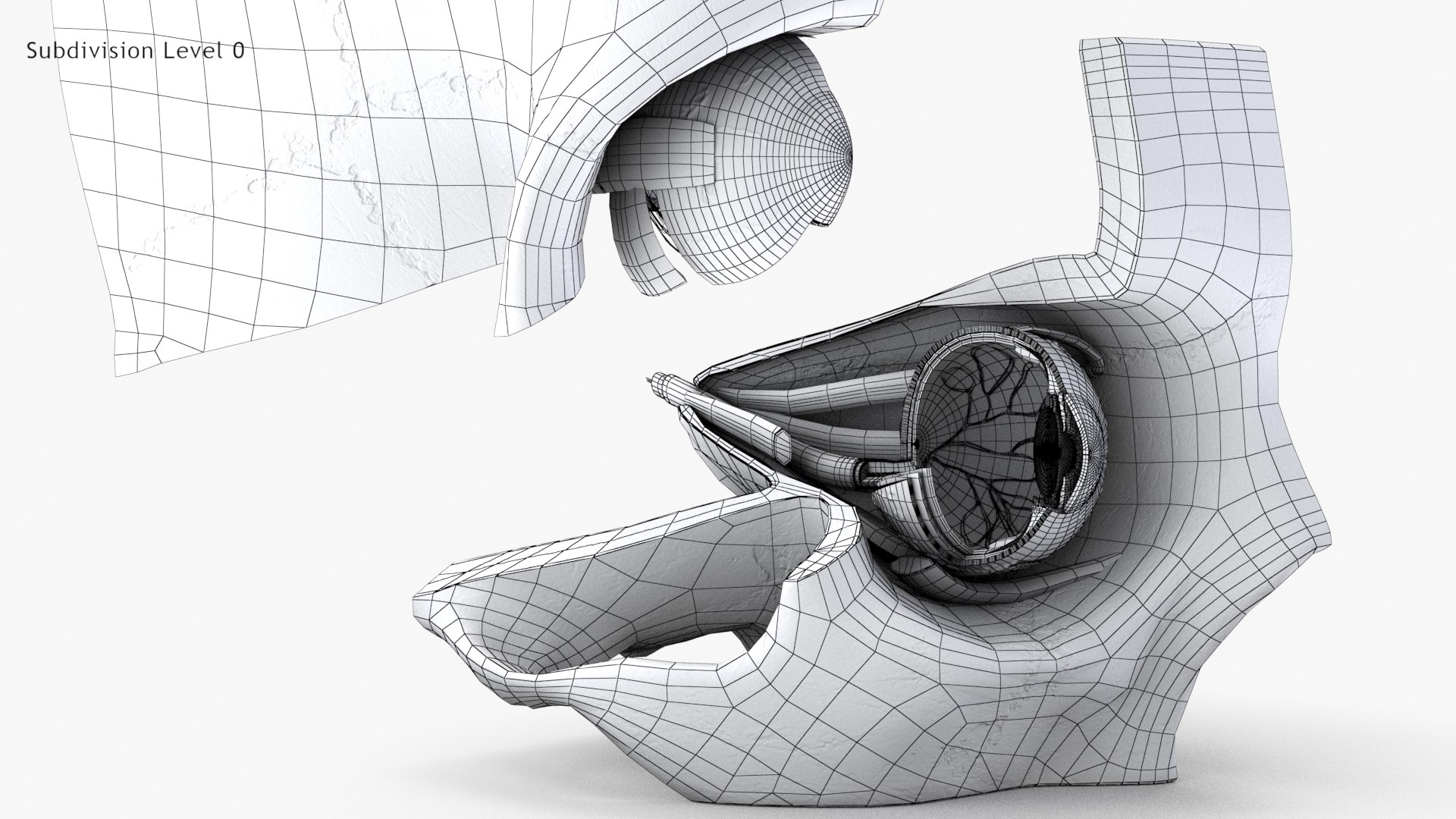 3D human eye anatomical cross section model https://p.turbosquid.com/ts-thumb/0u/yEh26o/8lRq4398/wire0_0004copy/jpg/1576157481/1920x1080/fit_q87/d25adace44bb2048d23f2a8e0dde7250e160415e/wire0_0004copy.jpg