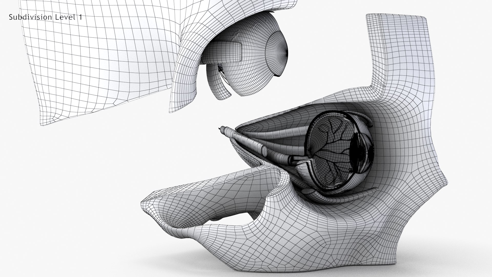 3D human eye anatomical cross section model https://p.turbosquid.com/ts-thumb/0u/yEh26o/8o411uAo/wire0_0004/jpg/1576157481/1920x1080/fit_q87/9652e07b308034f81d57b7f8485ff2b644ca41b2/wire0_0004.jpg